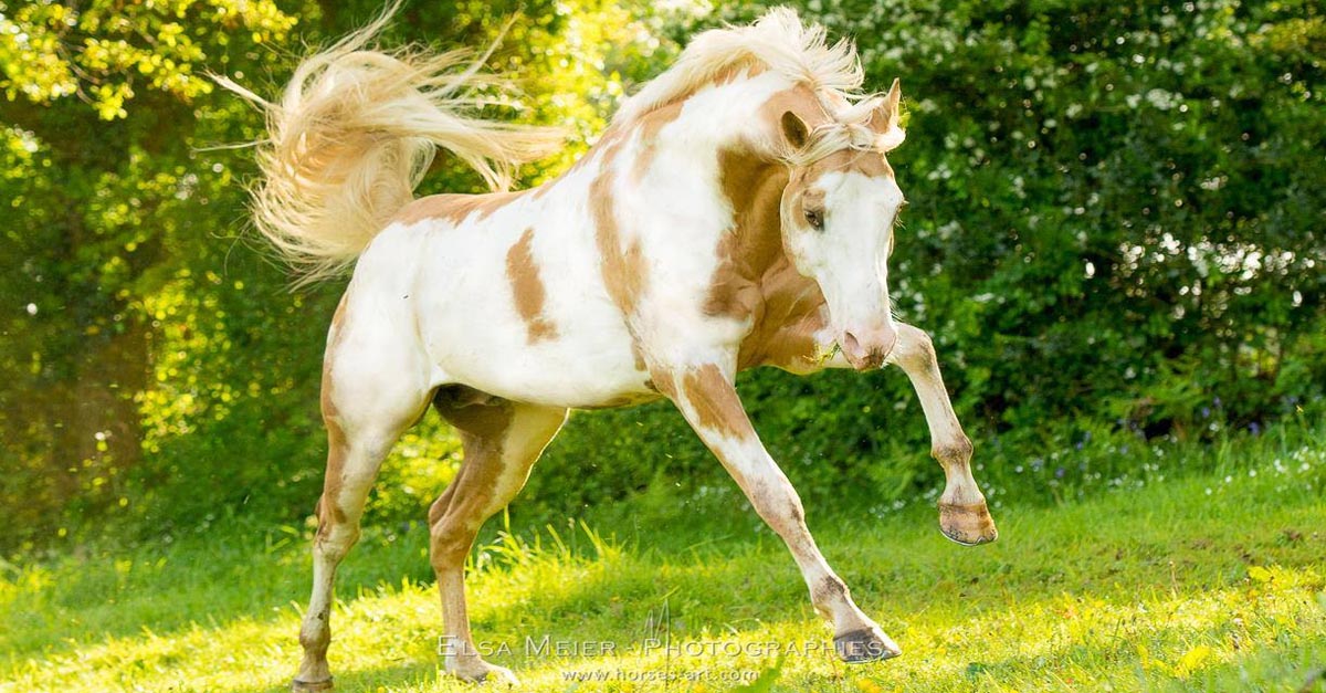 Elsa Meier - Equestrian Photography - Breathtakingly Beautiful Horses